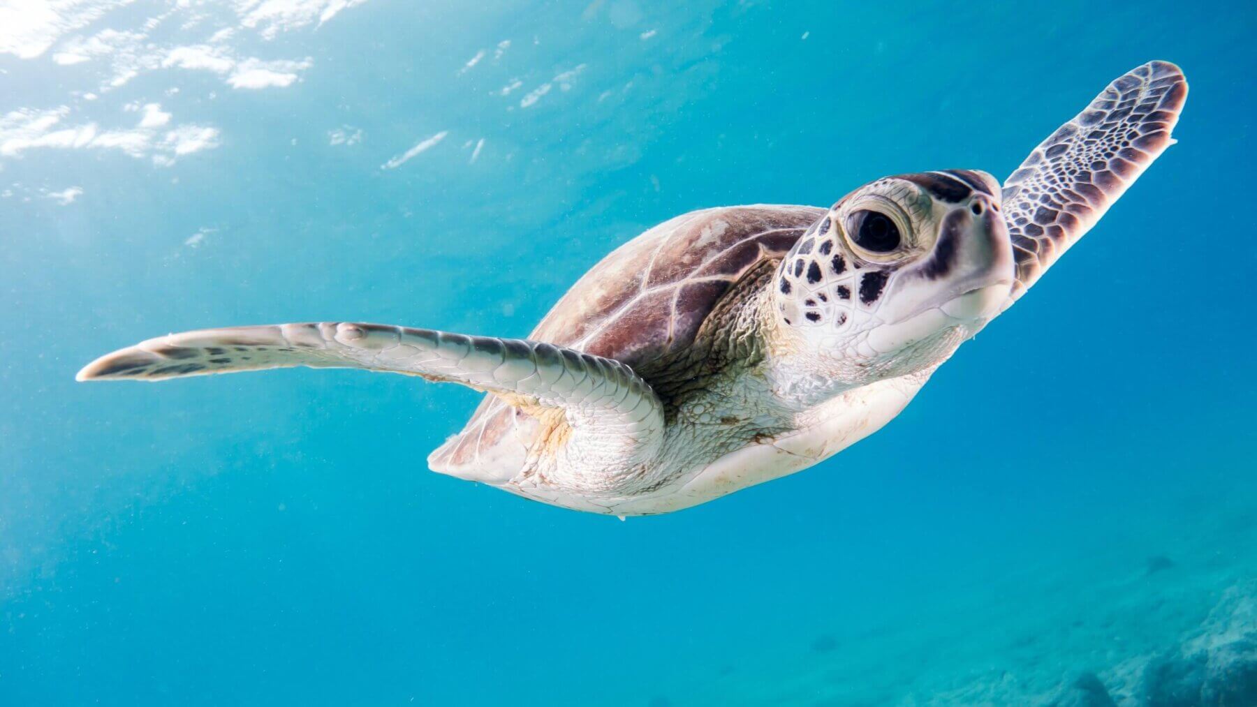 Turtle in The Sea